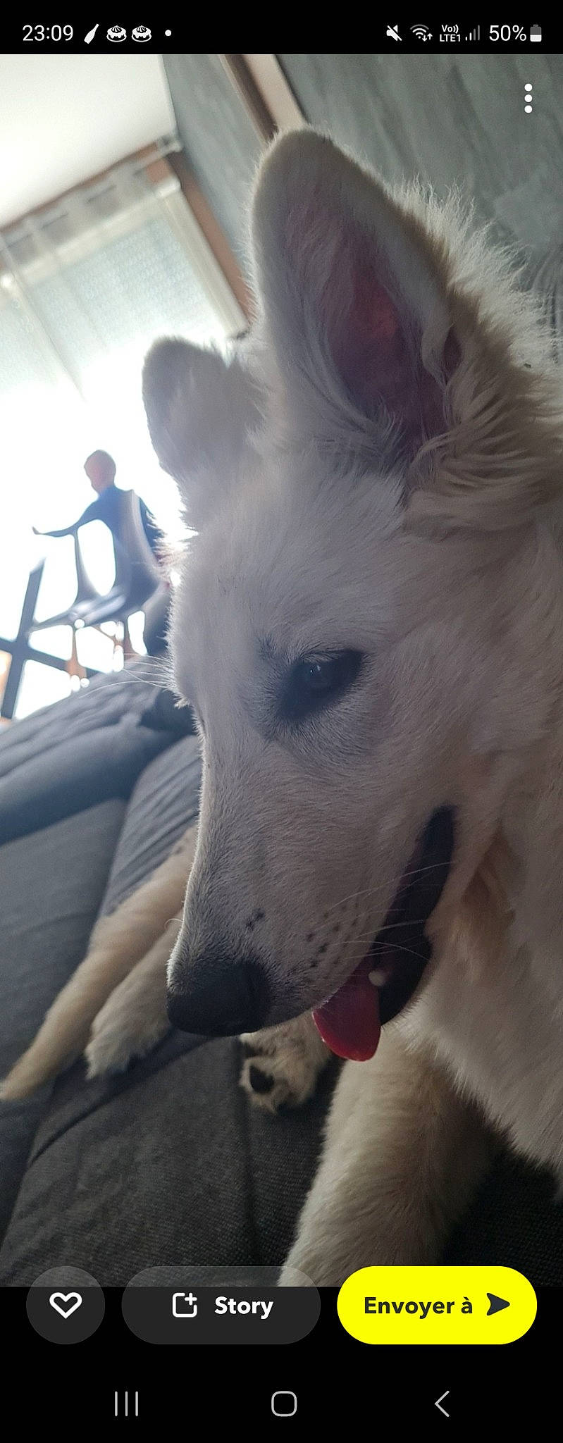 Sirah participe au concours pour gagner de l'argent avec cette photo : ancient_dog_breeds, canidae, carnivore, chair, collar, companion_dog, dog, dog_breed, fur, giant_dog_breed, jaw, non_sporting_group, sporting_group, terrestrial_animal, whiskers, working_animal, working_dog