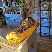 Marianne Etienne participe au concours pour gagner de l'argent avec cette photo : cat, tabby, yellow_towel, wooden_table, indoor, natural_light, striped_fur, relaxed, feline, decor, vintage, boho, plant, ladder, wooden_floor, ornament, photography, cozy, animal, resting