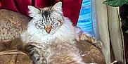Glenn Coco is registered to the contest to win money with this photo: blue_eyes, cat, comfort, couch, cozy, cream_curtain, curtains, domestic_animal, feline, fluffy, houseplant, indoor, living_room, long_hair, patterned_fabric, pet, plant, red_curtain, relaxed, resting