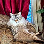 blue_eyes, cat, comfort, couch, cozy, cream_curtain, curtains, domestic_animal, feline, fluffy, houseplant, indoor, living_room, long_hair, patterned_fabric, pet, plant, red_curtain, relaxed, resting