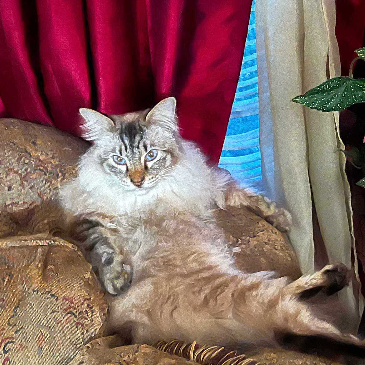 Glenn Coco is registered to the contest to win money with this photo: blue_eyes, cat, comfort, couch, cozy, cream_curtain, curtains, domestic_animal, feline, fluffy, houseplant, indoor, living_room, long_hair, patterned_fabric, pet, plant, red_curtain, relaxed, resting