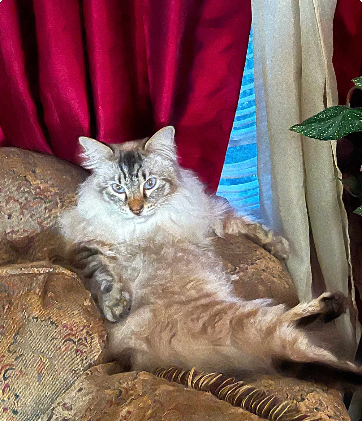 Glenn Coco is registered to the contest to win money with this photo: blue_eyes, cat, comfort, couch, cozy, cream_curtain, curtains, domestic_animal, feline, fluffy, houseplant, indoor, living_room, long_hair, patterned_fabric, pet, plant, red_curtain, relaxed, resting