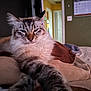Glenn Coco joined the competition — help win amazing prizes! animal, bed, blanket, cat, closeup, comfort, cozy, ears, feline, fluffy, fur, home, indoor, paws, pet, portrait, relaxed, sleepy, stretching, whiskers