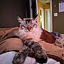 Glenn Coco joined the competition — help win amazing prizes! animal, bed, blanket, calm, cat, closeup, comfort, cozy, domestic_animal, feline, fluffy, fur, home, indoor, paws, pet, relaxation, resting, sleeping, warm_colors