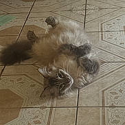 Glenn Coco joined the competition — help win amazing prizes! animal, cat, cute, domestic_cat, ears, floor, fluffy, fur, indoor, lying_down, mischievous, pattern, paws, pet, playful, relaxed, resting, tail, tile_floor, whiskers