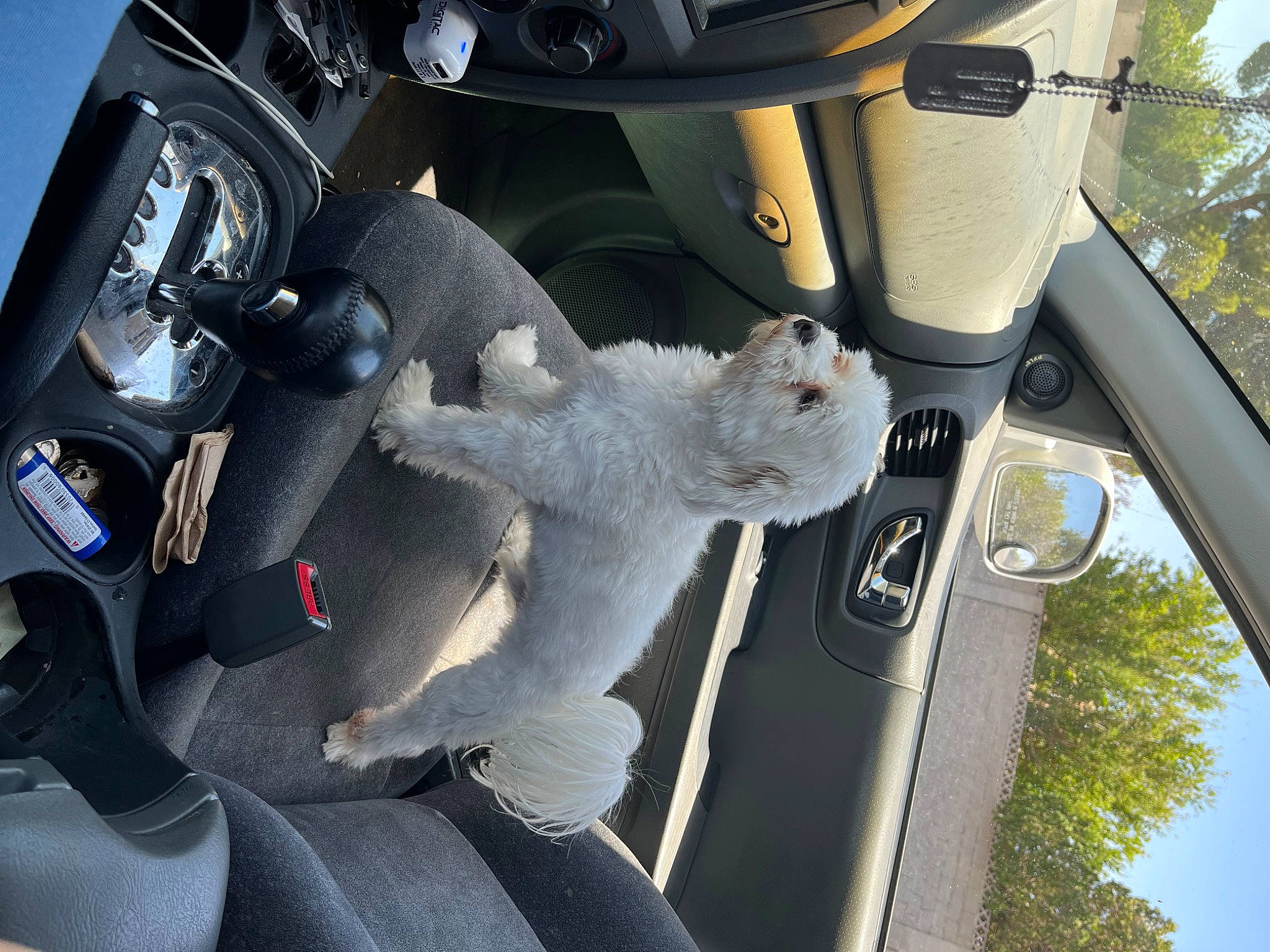 Beast is registered to the contest to win money with this photo: auto_part, automotive_design, automotive_exterior, automotive_lighting, automotive_mirror, automotive_tire, car, family_car, hood, light, motor_vehicle, personal_luxury_car, plant, rim, steering_part, steering_wheel, tree, vehicle, vehicle_door, white