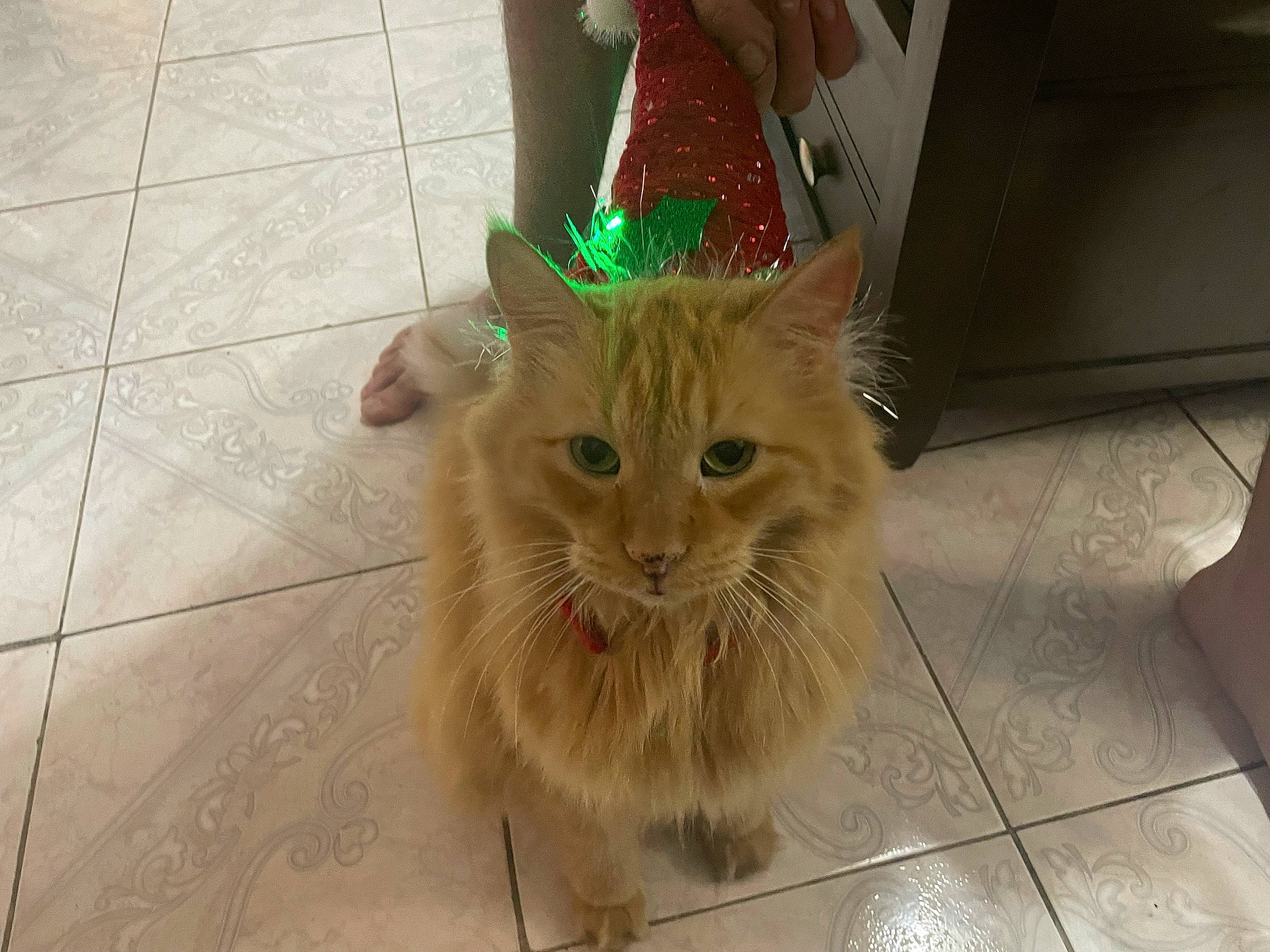 Tabby joined the competition — help win amazing prizes! carnivore, cat, claw, domestic_short_haired_cat, fawn, felidae, floor, flooring, fur, hardwood, human_leg, paw, road_surface, small_to_medium_sized_cats, snout, tail, tile, tile_flooring, whiskers