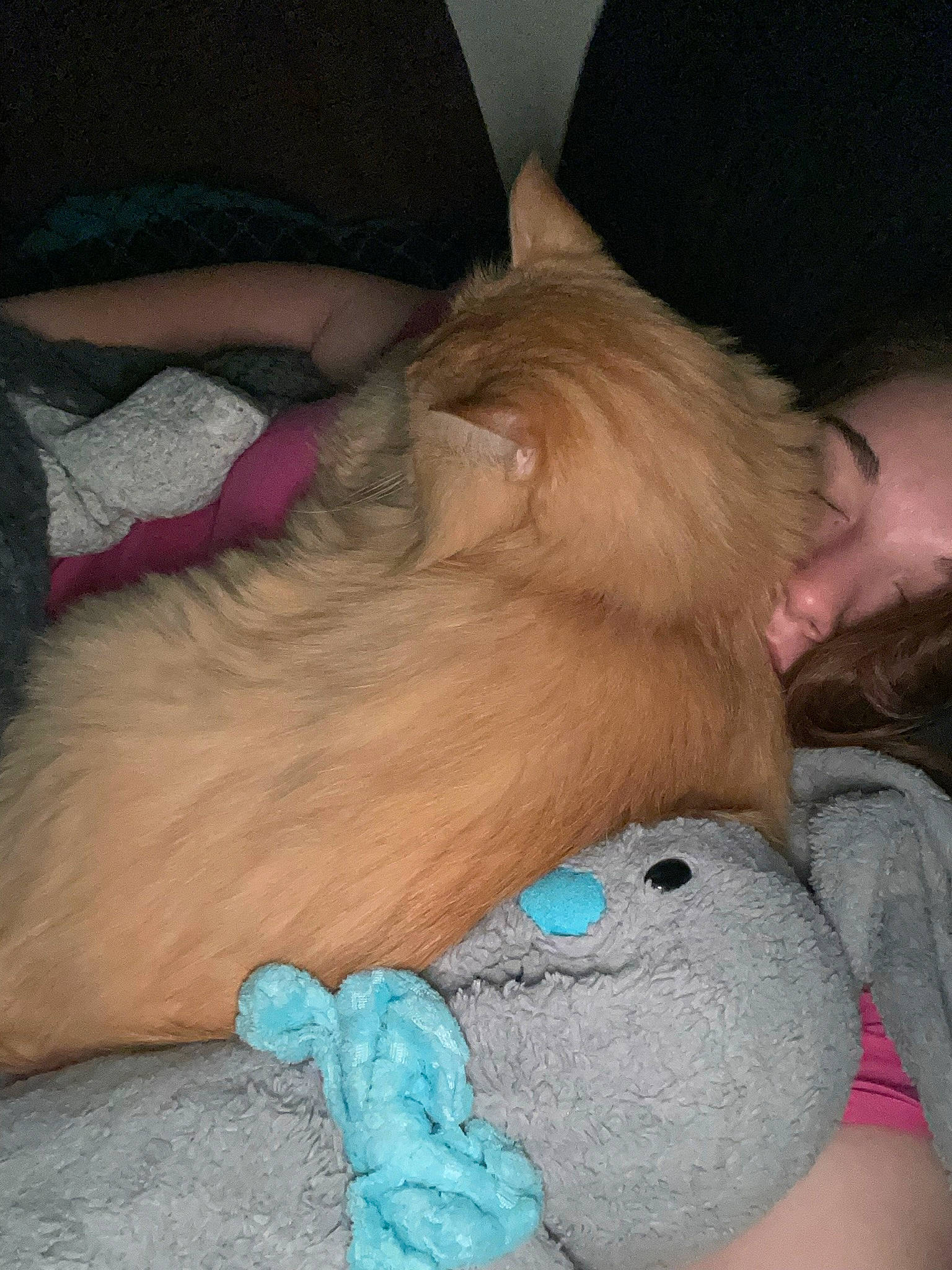 Tabby joined the competition — help win amazing prizes! child, comfort, fawn, felidae, finger, foot, fur, gesture, human_leg, lap, nose, plush, skin, stuffed_toy, tail, teddy_bear, textile, toy, trunk, whiskers