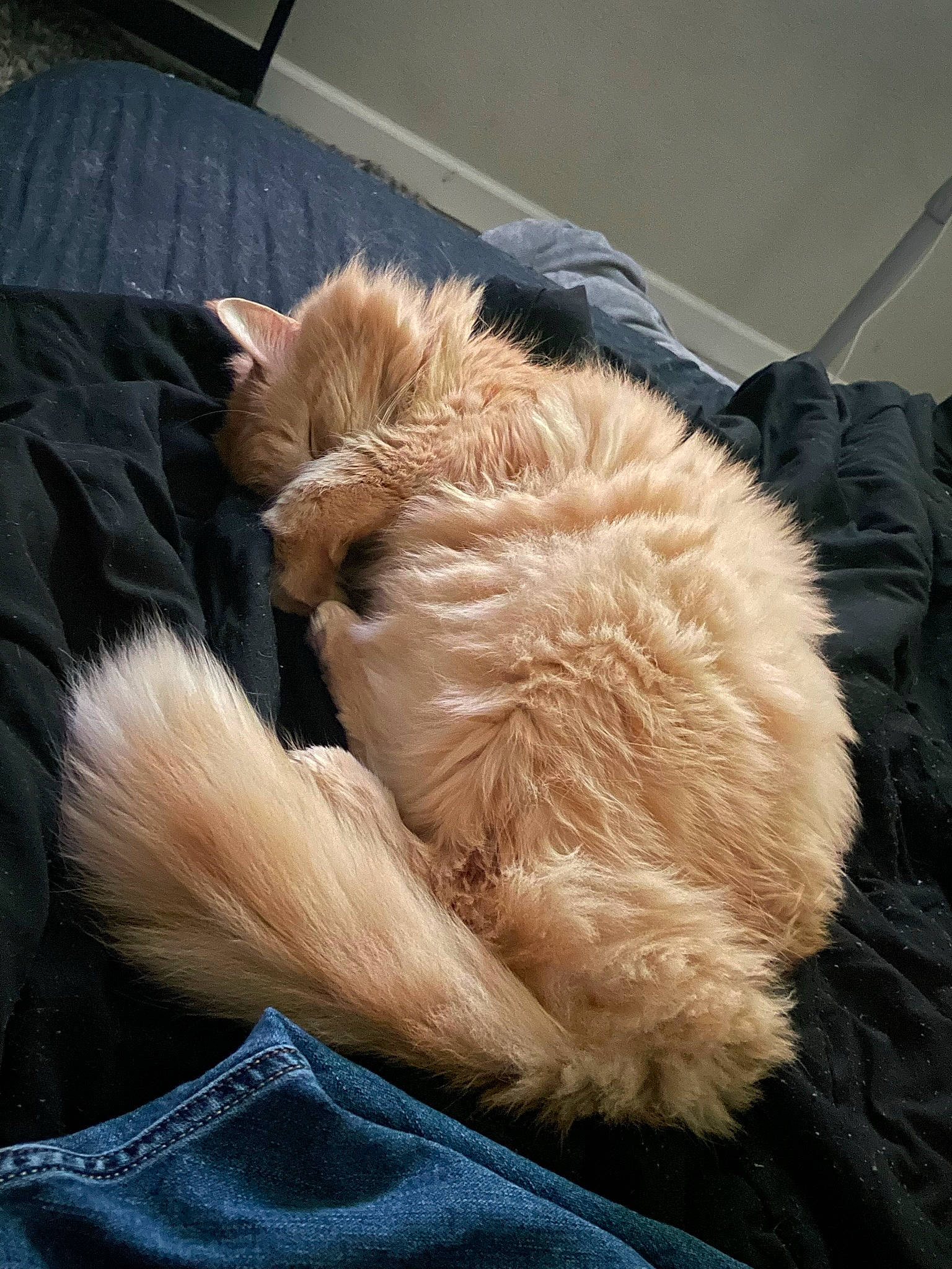 Tabby joined the competition — help win amazing prizes! canidae, cat, claw, comfort, companion_dog, dog_breed, fawn, felidae, fur, human_leg, nap, paw, puppy, small_to_medium_sized_cats, sporting_group, tail, whiskers