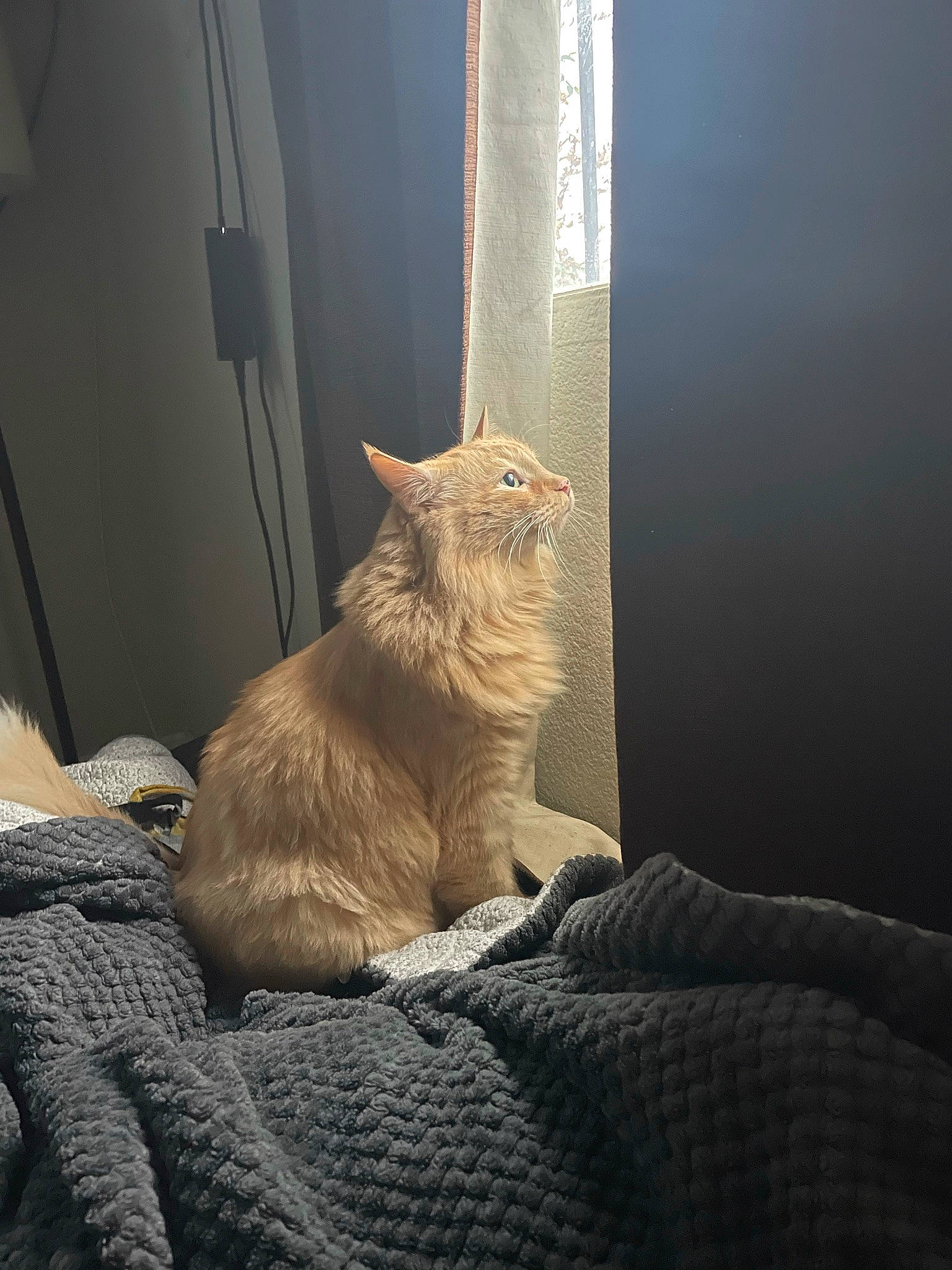 Tabby is registered to the contest to win money with this photo: carnivore, cat, claw, comfort, domestic_short_haired_cat, fawn, felidae, fur, human_leg, paw, room, sitting, small_to_medium_sized_cats, snout, tail, terrestrial_animal, tints_and_shades, whiskers, window, wood