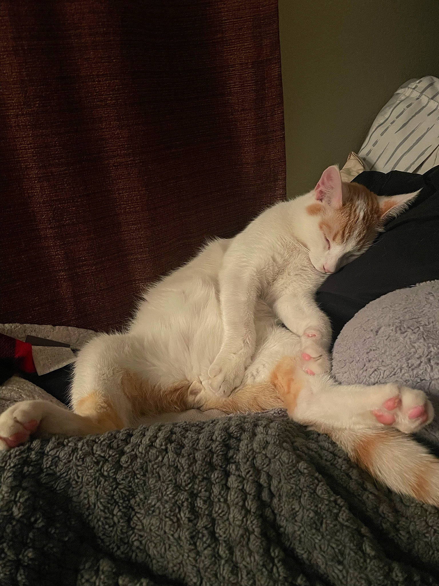 Nacho is registered to the contest to win money with this photo: canidae, carnivore, cat, claw, comfort, domestic_short_haired_cat, ear, fawn, felidae, foot, fur, human_leg, nap, paw, sitting, sleep, small_to_medium_sized_cats, snout, tail, whiskers