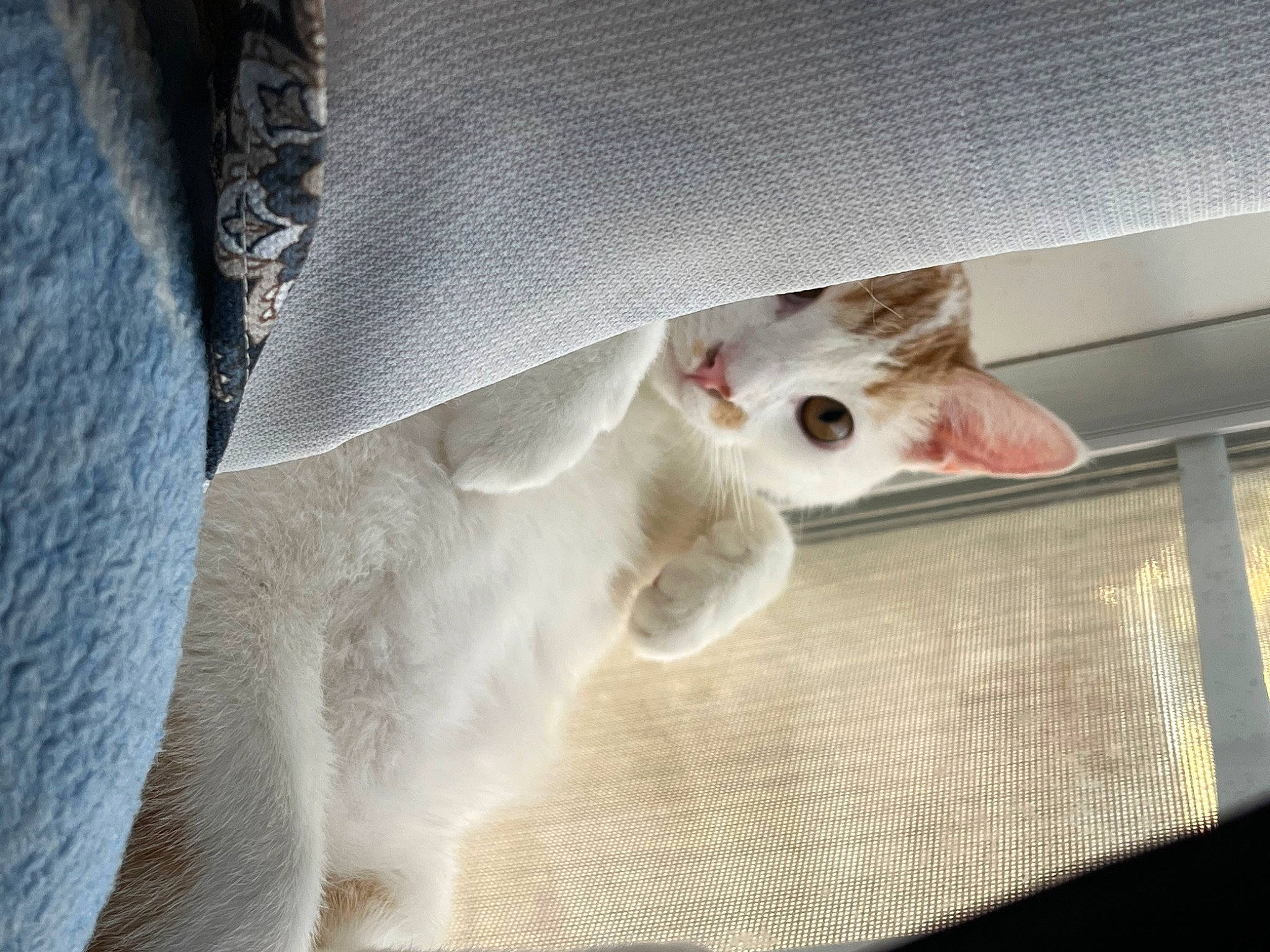 Nacho joined the competition — help win amazing prizes! animal_shelter, balinese, carnivore, cat, comfort, domestic_short_haired_cat, fang, fawn, felidae, fur, grey, paw, pet_supply, small_to_medium_sized_cats, tail, whiskers