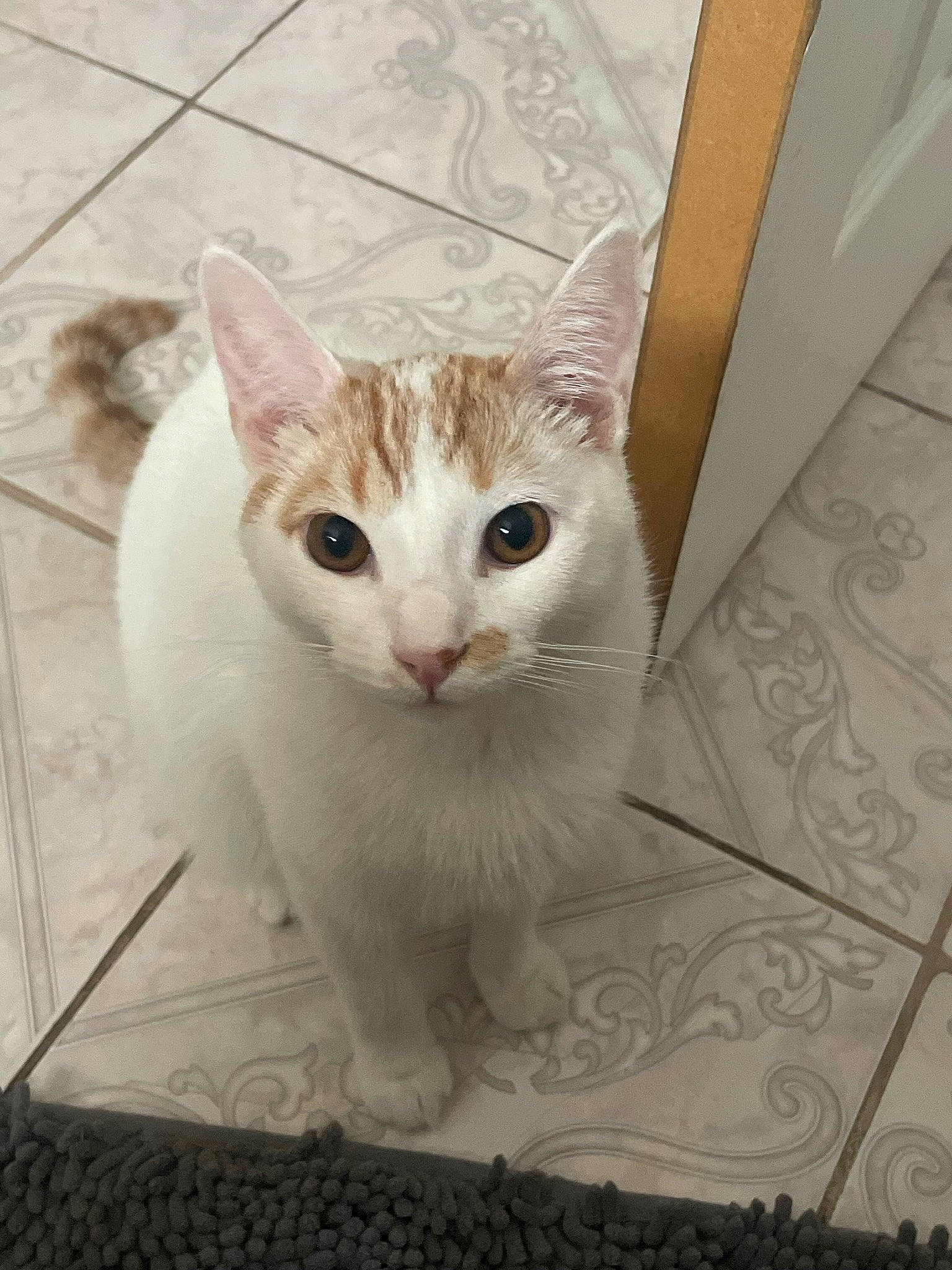 Nacho is registered to the contest to win money with this photo: carnivore, cat, collar, domestic_short_haired_cat, door, fawn, felidae, flooring, fur, paw, small_to_medium_sized_cats, snout, tail, terrestrial_animal, whiskers, window