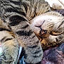 cat, tabby, sleeping, feline, fur, whiskers, paw, closeup, cozy, pet, domestic_animal, relaxed, cute, animal, mammal, nap, indoor, soft, peaceful, adorable