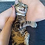 cat, tabby, pet, sleeping, relaxed, person, legs, hand, nails, feline, domestic_animal, collar, fur, comfort, indoor, closeup, cute, resting, animal, love