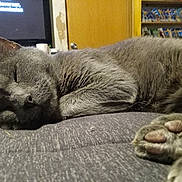 Neeko joined the competition — help win amazing prizes! cat, gray_cat, sleeping, paw, close_up, indoor, furniture, door, shelf, television, relaxation, cozy, fur, pet, animal, rest, home, cute, napping, soft_surface