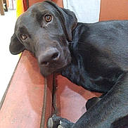 Ratchet is registered to the contest to win money with this photo: dog, black_dog, lying_down, couch, indoor, pet, close_up, resting, animal, canine, fur, paw, home, relaxed, brown_couch, looking_at_camera, quiet, companion, domestic, calm