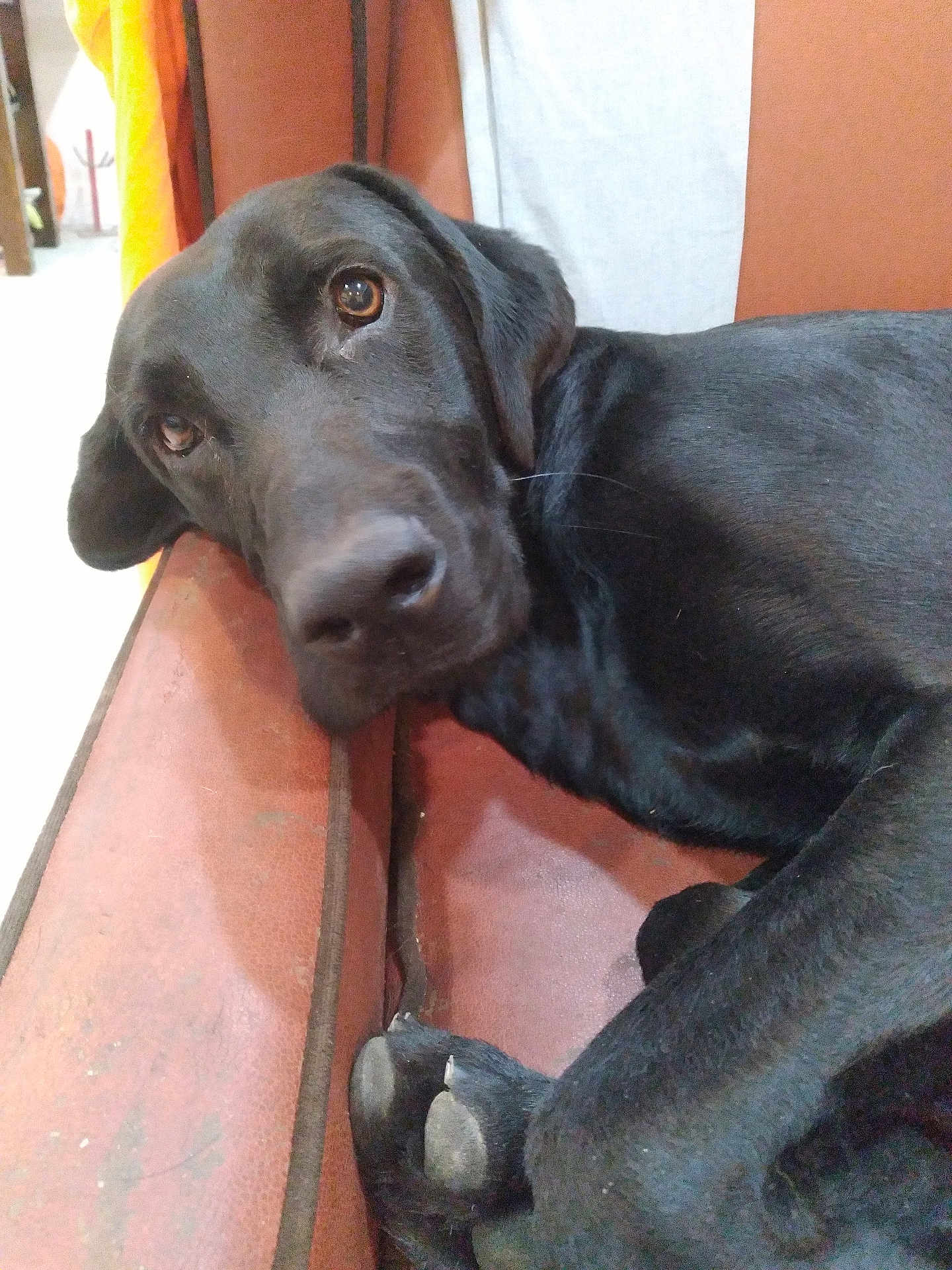 Ratchet is registered to the contest to win money with this photo: dog, black_dog, lying_down, couch, indoor, pet, close_up, resting, animal, canine, fur, paw, home, relaxed, brown_couch, looking_at_camera, quiet, companion, domestic, calm