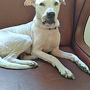 Minnie Mouse joined the competition — help win amazing prizes! dog, white_dog, couch, pet, indoor, relaxed, canine, fur, animal, paw, snout, ears, teeth, sitting, brown_couch, home, domestic, companion, expression, resting