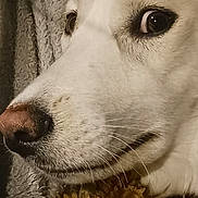 Snow White joined the competition — help win amazing prizes! dog, close_up, white_dog, pet, animal, face, fur, nose, eyes, toy, texture, cozy, expression, whiskers, indoor, portrait, muzzle, snout, resting, companion