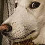 dog, close_up, white_dog, pet, animal, face, fur, nose, eyes, toy, texture, cozy, expression, whiskers, indoor, portrait, muzzle, snout, resting, companion