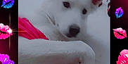 Snow White is registered to the contest to win money with this photo: dog, white_dog, pet, indoor, fan, ears, red_clothing, lying_down, furniture, bed, cozy, animal, portrait, closeup, resting, cute, playful, colorful_border, lips, pink