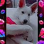 dog, white_dog, pet, indoor, fan, ears, red_clothing, lying_down, furniture, bed, cozy, animal, portrait, closeup, resting, cute, playful, colorful_border, lips, pink