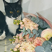 Tom a rejoint le concours — aidez-le/la à gagner de superbes lots ! cat, black_and_white, flowers, bouquet, eucalyptus, indoor, curious, pet, plant, leaf, orange_eyes, shadow, wall, closeup, table, nature, animal, decor, still_life, floral