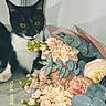 cat, black_and_white, flowers, bouquet, eucalyptus, indoor, curious, pet, plant, leaf, orange_eyes, shadow, wall, closeup, table, nature, animal, decor, still_life, floral