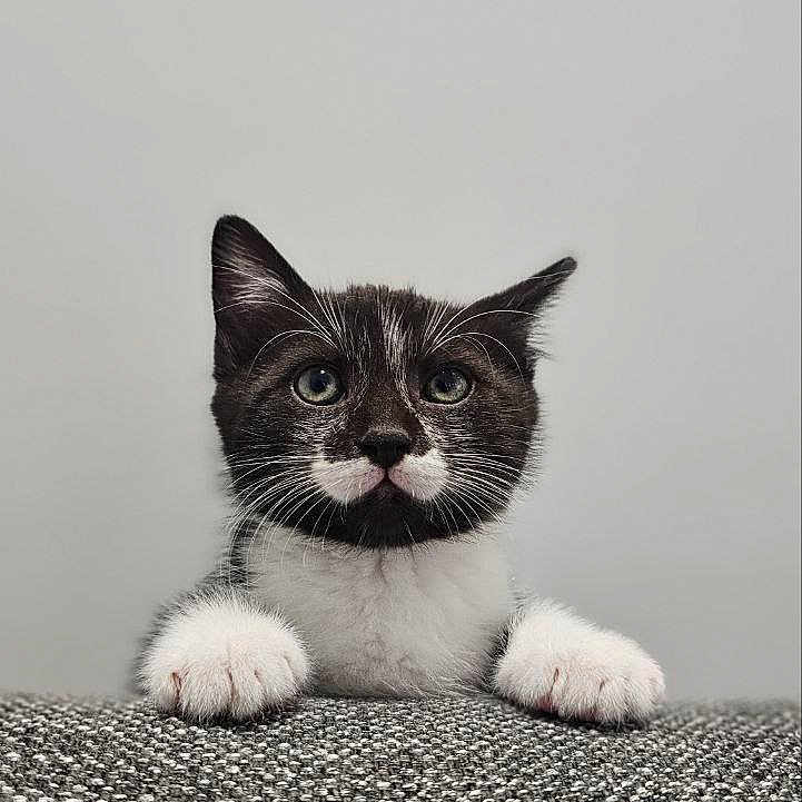 Tom