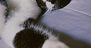 Tom participe au concours pour gagner de l'argent avec cette photo : cat, black_and_white, paw, pink_paw_pads, yellow_eyes, lying_down, close_up, pet, feline, whiskers, soft_surface, relaxed, indoor, cute, animal, stretching, fur, portrait, domestic_cat, sleepy