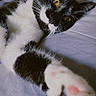 cat, black_and_white, paw, pink_paw_pads, yellow_eyes, lying_down, close_up, pet, feline, whiskers, soft_surface, relaxed, indoor, cute, animal, stretching, fur, portrait, domestic_cat, sleepy