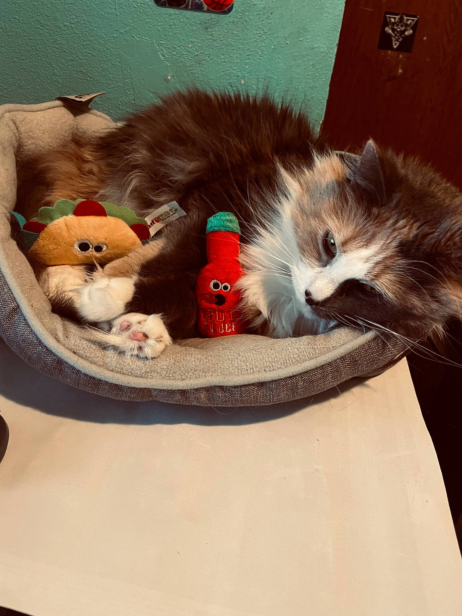 Freya joined the competition — help win amazing prizes! art, bag, box, carmine, carnivore, cat, comfort, companion_dog, domestic_short_haired_cat, fawn, felidae, fur, grey, lap, paw, small_to_medium_sized_cats, stuffed_toy, tail, toy, whiskers