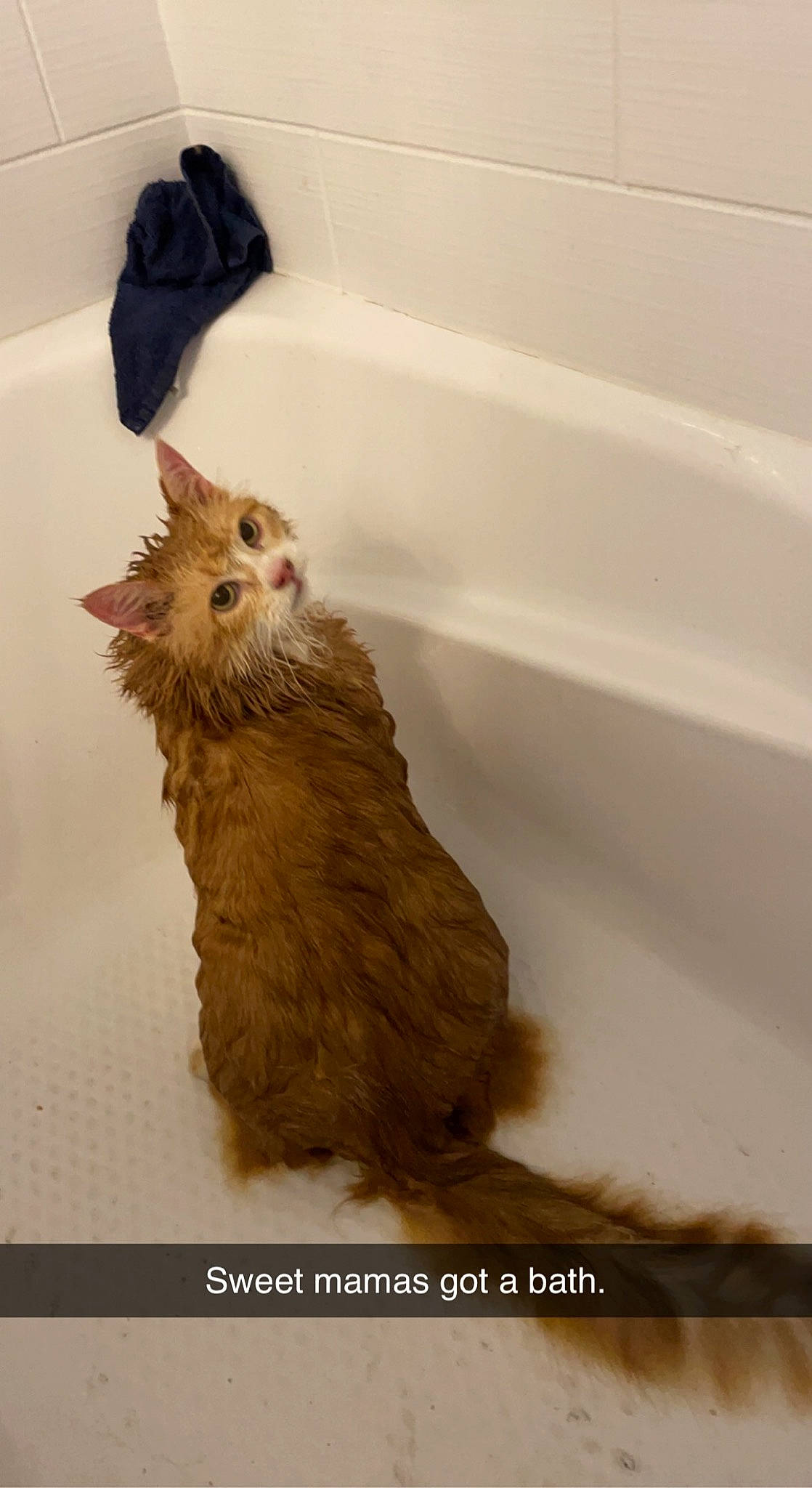 Desi is registered to the contest to win money with this photo: bathroom, bathtub, beak, bird, carnivore, chicken, comb, dog_breed, feather, flightless_bird, fowl, fur, galliformes, liver, livestock, pet_supply, phasianidae, poultry, small_to_medium_sized_cats, tail