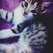 Gatto a rejoint le concours — aidez-le/la à gagner de superbes lots !