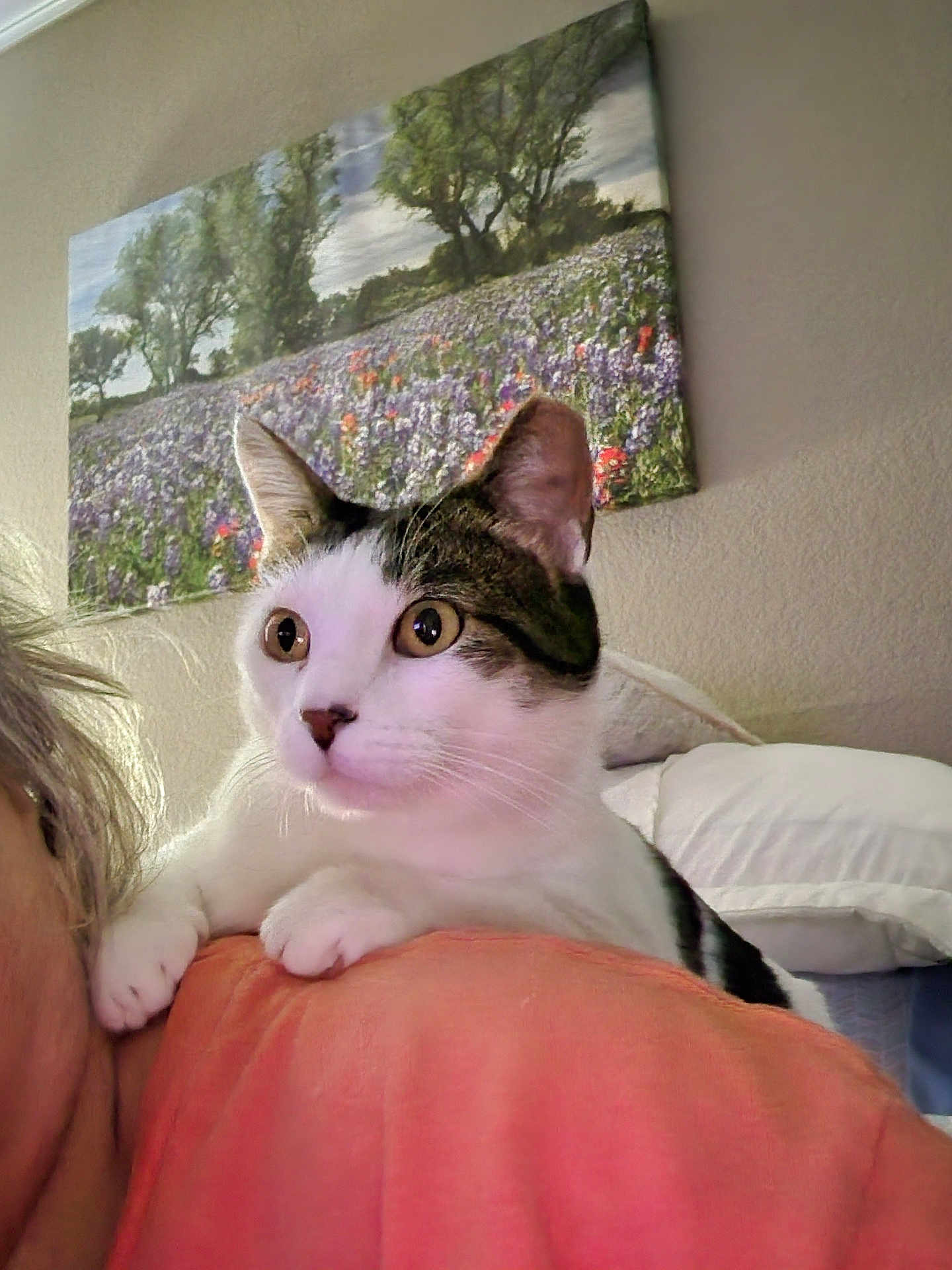 Marley joined the competition — help win amazing prizes! cat, pet, indoor, shoulder, curious, white, tabby, animal, painting, wall, flower_field, tree, person, closeup, portrait, feline, eyes, cozy, home, relaxed
