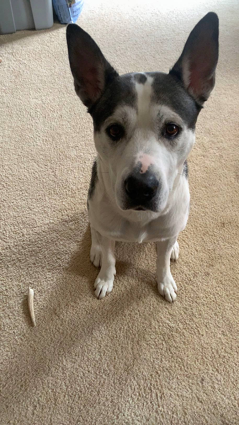 Desil is registered to the contest to win money with this photo: canidae, carnivore, collar, companion_dog, dog, dog_breed, dog_collar, eye, fawn, monochrome_photography, non_sporting_group, paw, puppy, road_surface, sporting_group, terrier, whiskers, working_animal