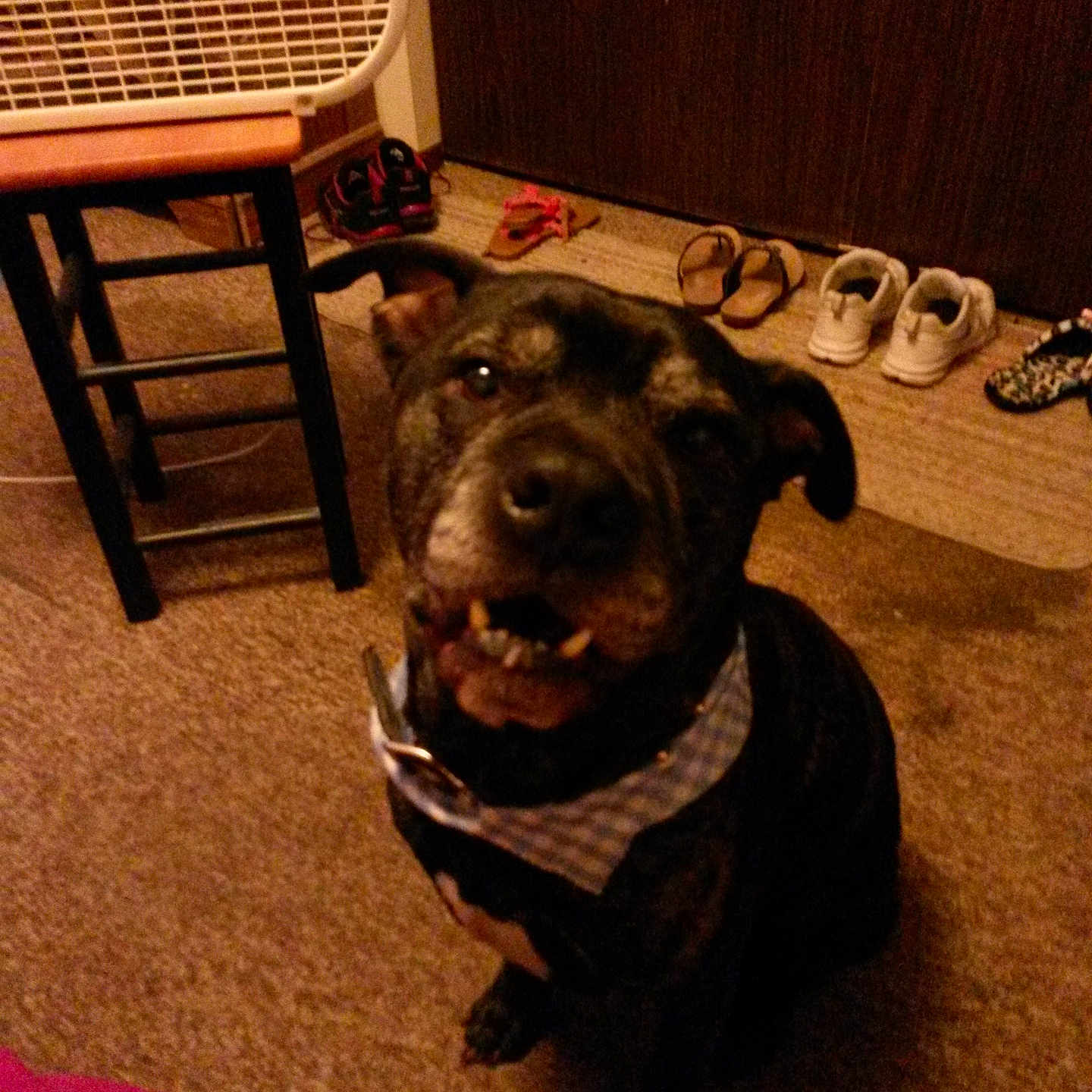 Rocky joined the competition — help win amazing prizes! animal, ball, barstool, boxer, bulldog, canine, chair, clothing, device, diningtable, dog, footwear, furniture, hound, labradorretriever, pet, puppy, shoe, table, wood