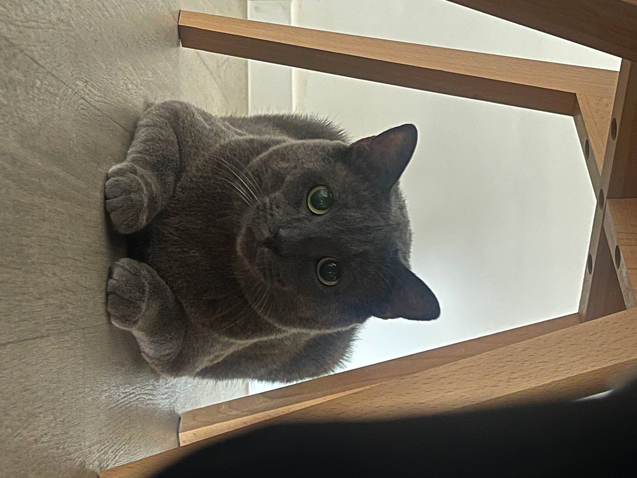 Pablo a rejoint le concours — aidez-le/la à gagner de superbes lots ! black_cat, carnivore, cat, comfort, domestic_short_haired_cat, felidae, grey, hardwood, russian_blue, small_to_medium_sized_cats, tail, whiskers, window, wood