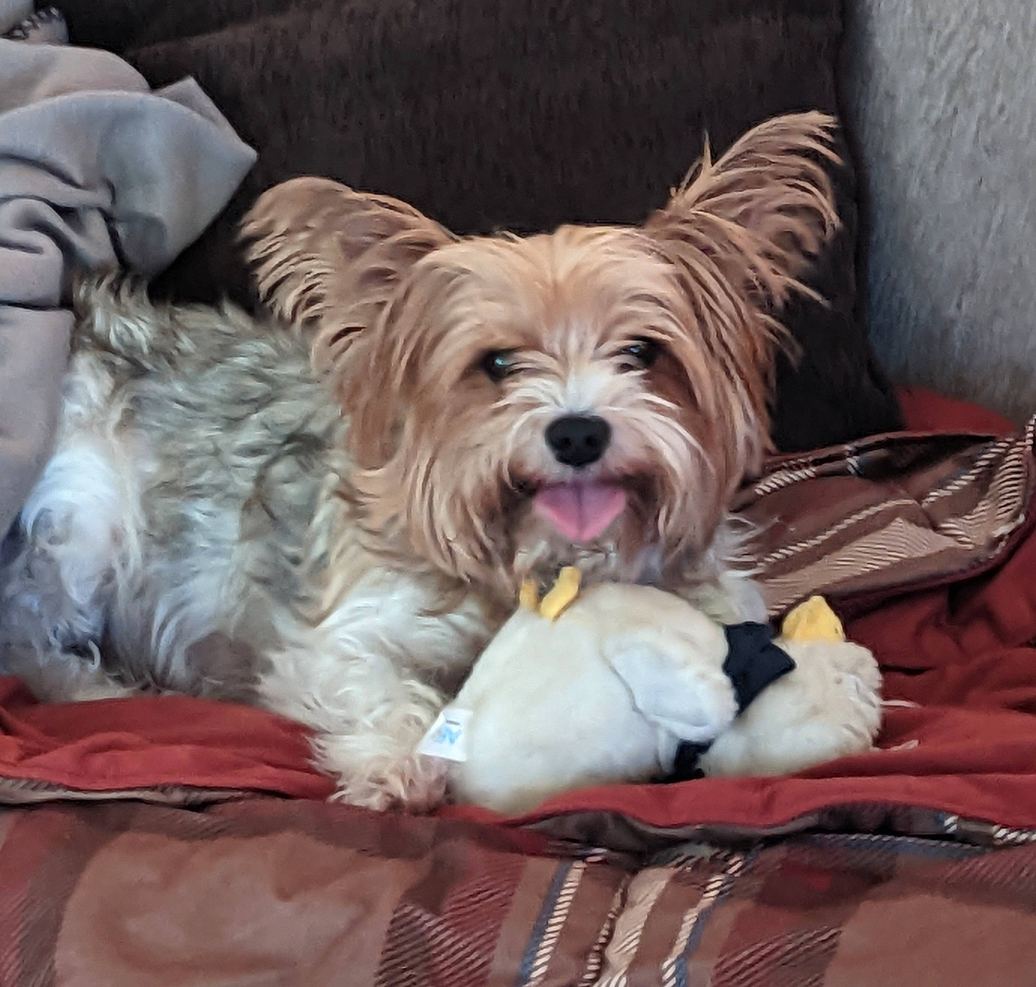 Milo joined the competition — help win amazing prizes! biewer_terrier, canidae, carnivore, comfort, companion_dog, dog, dog_breed, dog_supply, fawn, fictional_character, fur, liver, small_terrier, snout, sporting_group, terrier, toy, toy_dog, working_animal, yorkipoo
