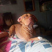 Tank Metcalf joined the competition — help win amazing prizes! dog, brown_dog, pet, indoor, quilt, bed, resting, relaxed, canine, animal, mammal, home, furniture, comfort, calm, white_patch, portrait, laying_down, domestic_animal, ears