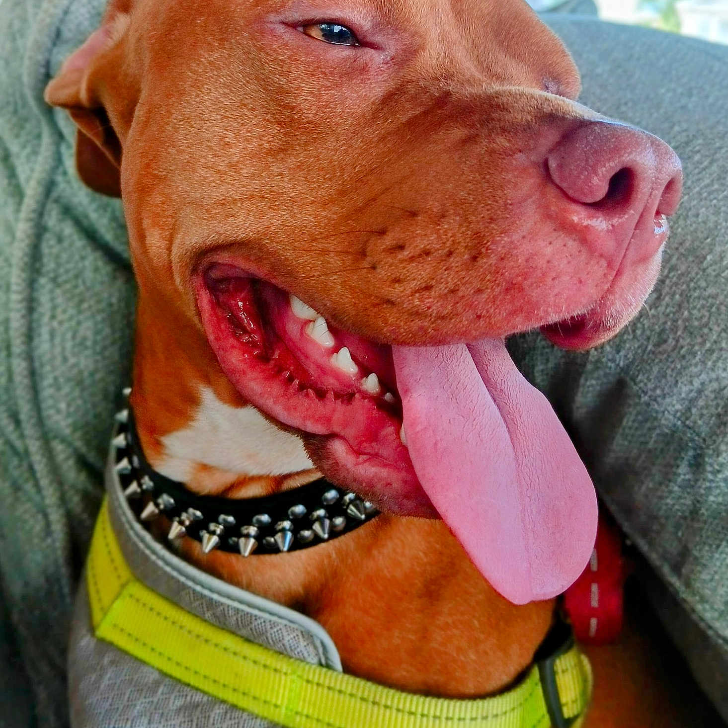 Tank Metcalf joined the competition — help win amazing prizes! animal, brown_dog, canine, close_up, collar, dog, domestic_animal, ears, fur, happy, harness, indoor, pet, pink_tongue, relaxed, short_hair, snout, spiked_collar, teeth, tongue_out