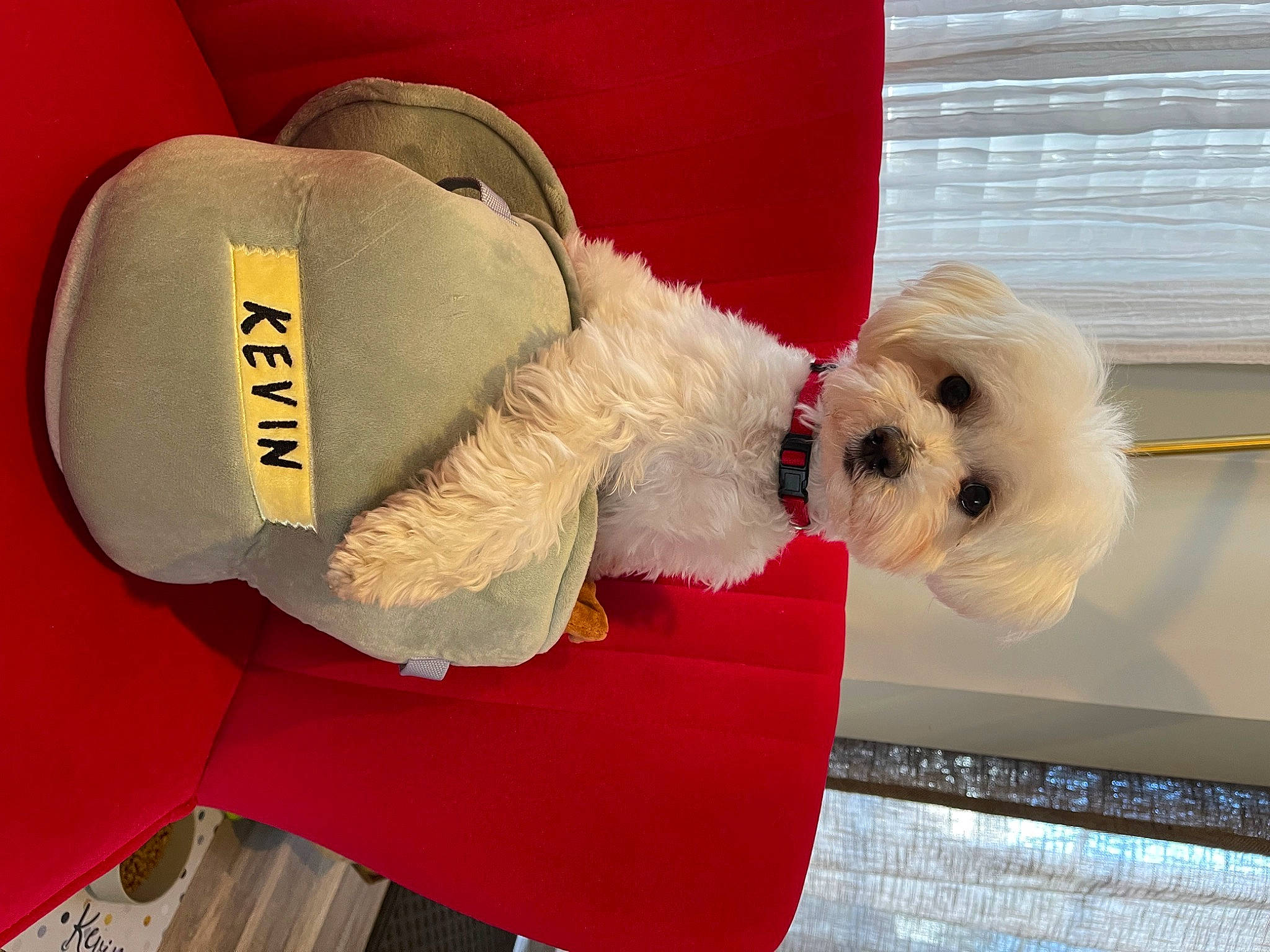 Kevin joined the competition — help win amazing prizes! bow_tie, carmine, carnivore, collar, companion_dog, costume_hat, dog, dog_breed, dog_clothes, dog_collar, dog_supply, fur, pet_supply, plush, small_terrier, stuffed_toy, sunglasses, terrier, toy, toy_dog