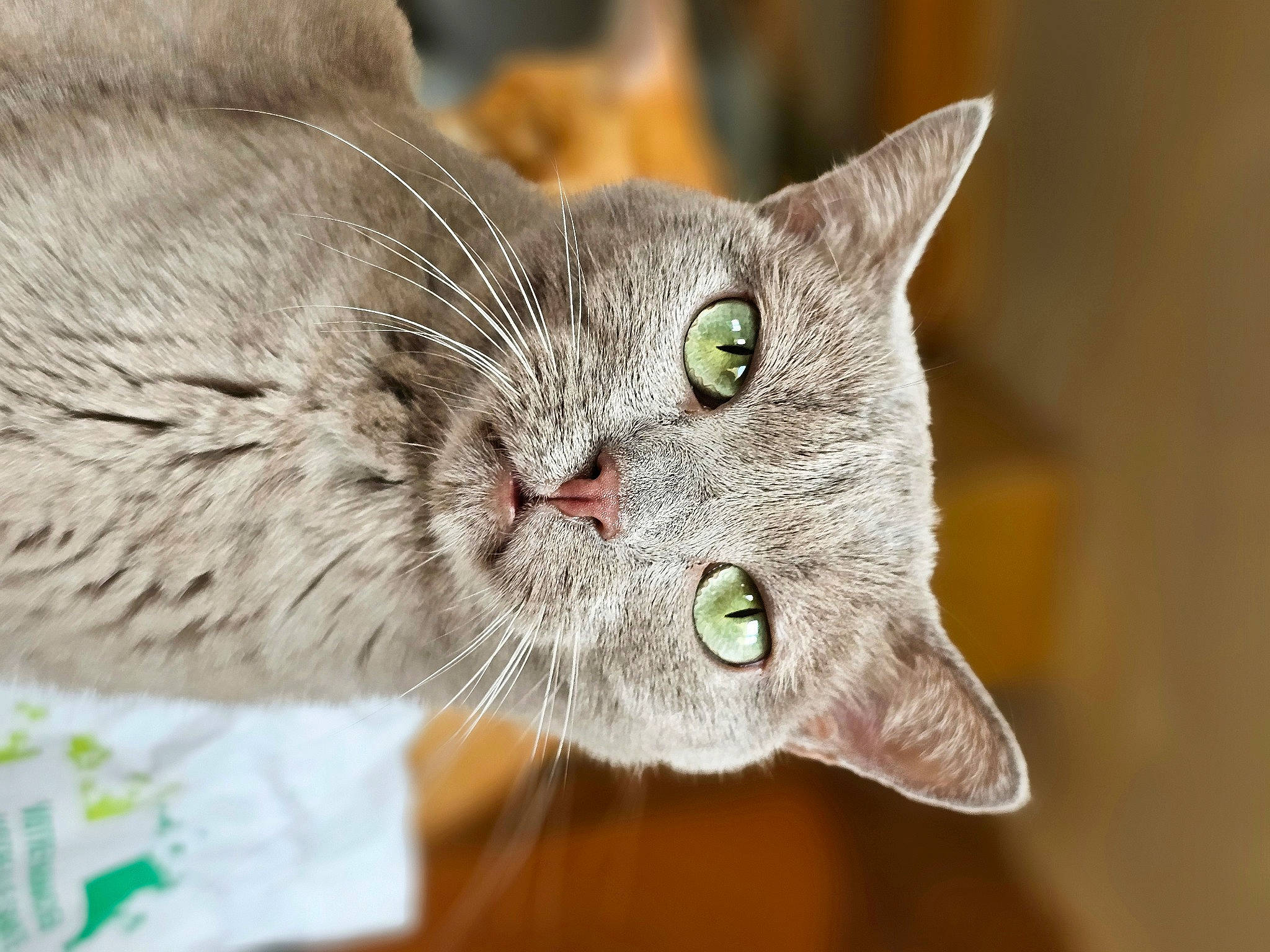 Opaline participe au concours pour gagner de l'argent avec cette photo : carnivore, cat, cat_supply, domestic_short_haired_cat, felidae, fur, small_to_medium_sized_cats, snout, whiskers, wildlife