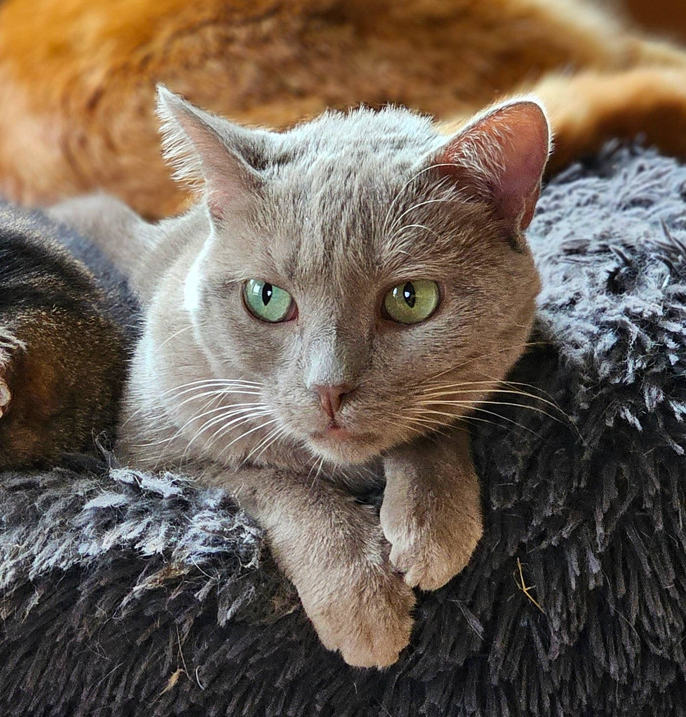 Opaline participe au concours pour gagner de l'argent avec cette photo : carnivore, cat, cat_supply, claw, close_up, domestic_short_haired_cat, felidae, fur, mammal, paw, russian_blue, small_to_medium_sized_cats, tail, terrestrial_animal, whiskers, wildlife