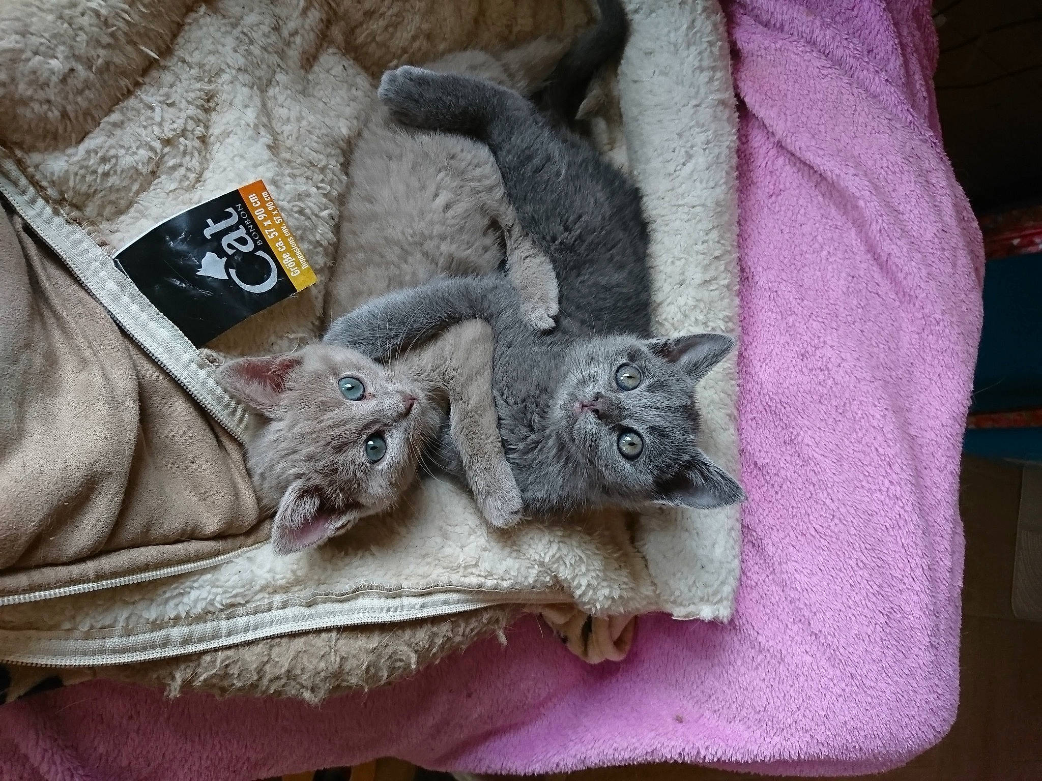 Opaline participe au concours pour gagner de l'argent avec cette photo : carnivore, cat, comfort, denim, domestic_short_haired_cat, felidae, fur, grey, natural_material, pattern, sleeve, small_to_medium_sized_cats, top, whiskers, wool