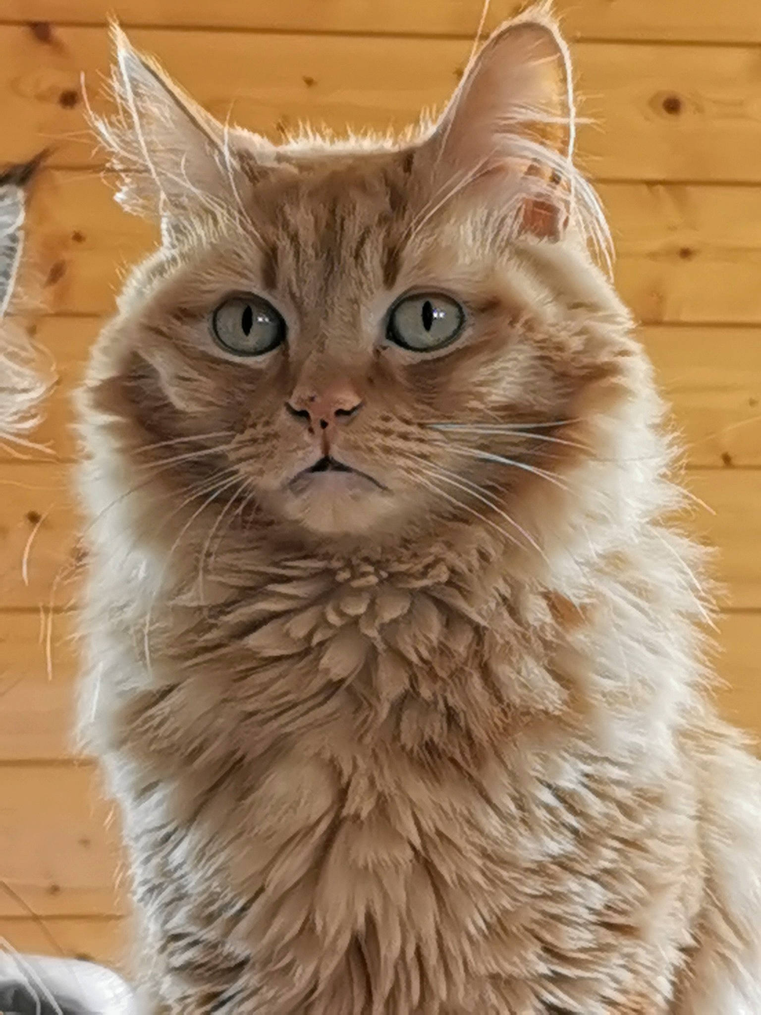 Macaron a rejoint le concours — aidez-le/la à gagner de superbes lots ! british_longhair, carnivore, cat, domestic_short_haired_cat, fawn, felidae, fur, small_to_medium_sized_cats, snout, terrestrial_animal, whiskers, window, wood