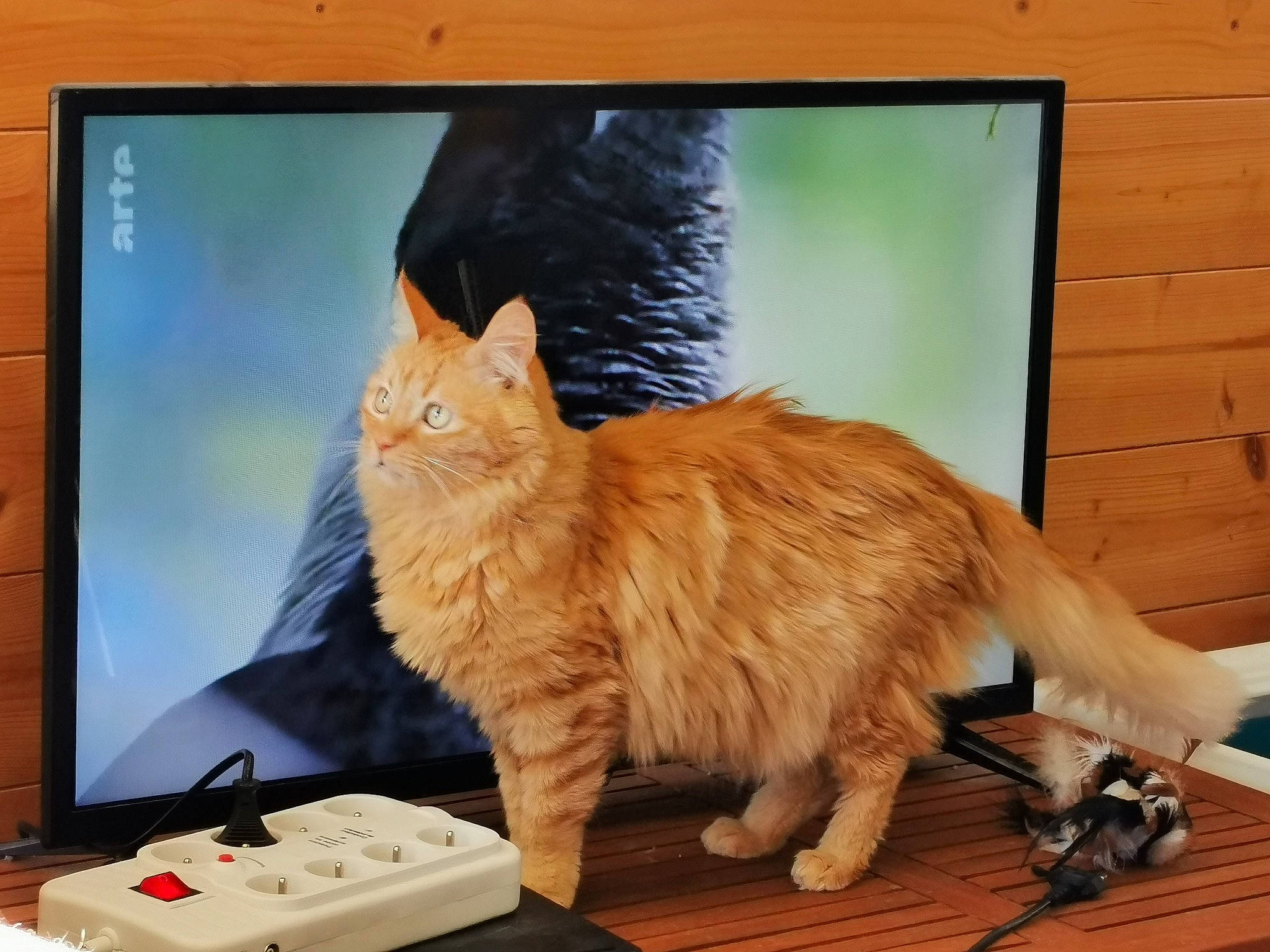 Macaron participe au concours pour gagner de l'argent avec cette photo : carnivore, cat, computer, computer_monitor, display_device, domestic_short_haired_cat, electronic_device, felidae, flat_panel_display, fur, gadget, output_device, paw, personal_computer, small_to_medium_sized_cats, tail, technology, television_set, whiskers, wood