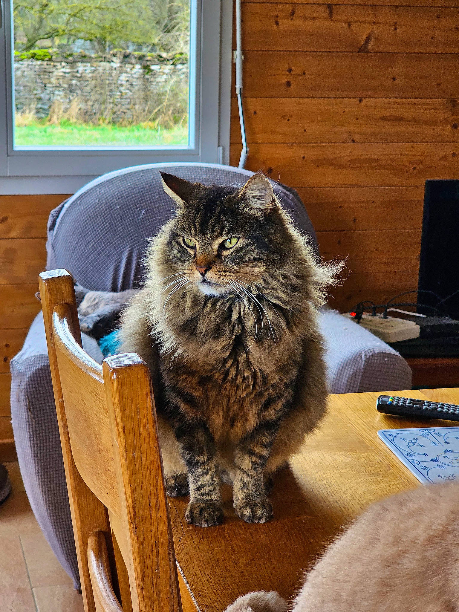 Nanouk a rejoint le concours — aidez-le/la à gagner de superbes lots ! carnivore, cat, chair, claw, comfort, domestic_short_haired_cat, felidae, fur, hardwood, maine_coon, plant, sitting, small_to_medium_sized_cats, snout, table, tail, terrestrial_animal, whiskers, window, wood