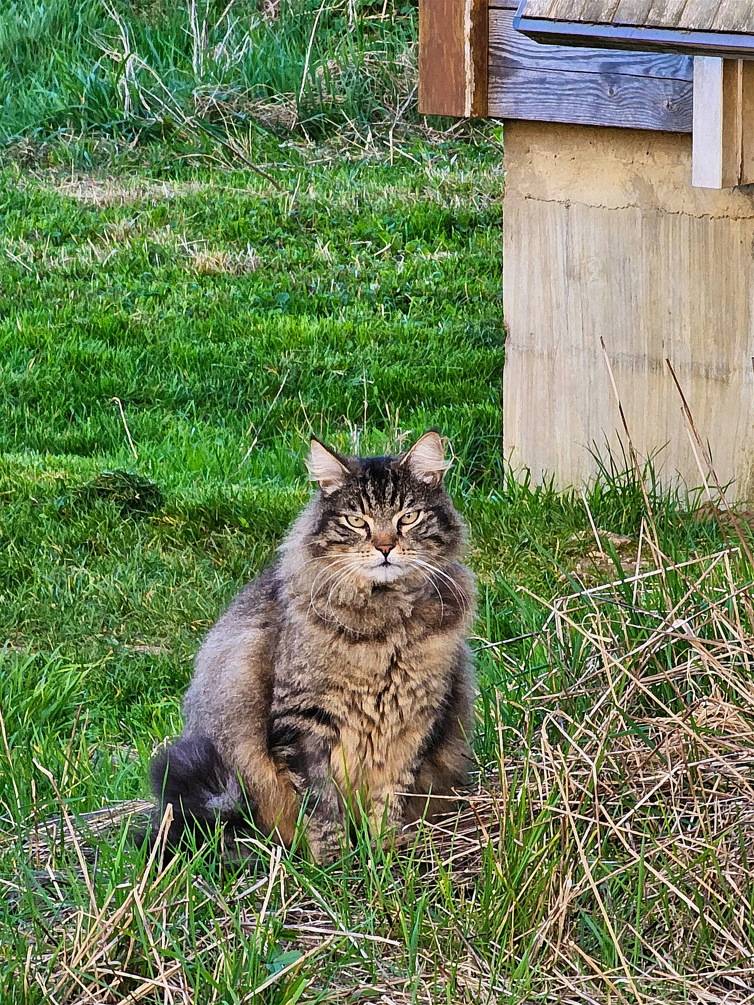 Nanouk participe au concours pour gagner de l'argent avec cette photo : carnivore, cat, domestic_short_haired_cat, felidae, fur, grass, grassland, groundcover, maine_coon, plant, sitting, small_to_medium_sized_cats, snout, soil, tail, terrestrial_animal, tree, whiskers, wildlife, wood